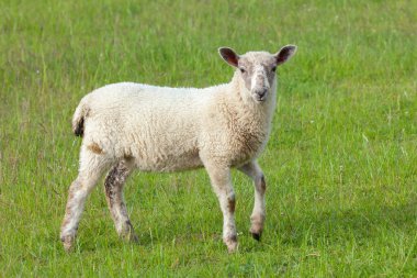 Çimen tarlasında kameraya bakan tek bir genç kuzu manzarası. Norfolk İngiltere 'de baharda çiftlik hayvanları