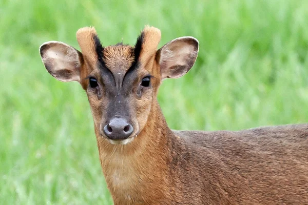 Reeves Muntjac Ciervos Cerca Norfolk Inglaterra Animal Salvaje Marrón Paisaje — Foto de Stock