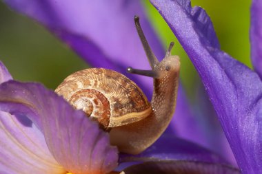 Güzel bahçe salyangozu, mor bir iris çiçeğine yakından bakıyor. Norfolk İngiltere 'sinde ilkbaharda doğa yaban hayatı