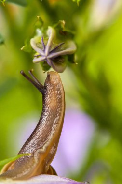 Güzel bahçe salyangozu uzanıp mor bir campanula çiçeğinin tomurcuğunu kokluyor. Norfolk Englan 'da ilkbaharda doğal hayatı kapatın.
