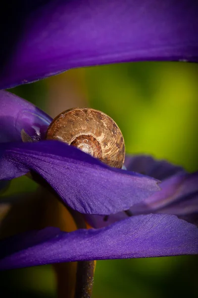 Bella Chiocciola Giardino Vicino Nascondersi Fiore Iris Viola Piena Fioritura — Foto Stock