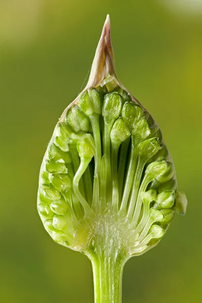 Belül Allium Sphaerocephalon Virág Fej Előtt Kinyílt Egy Gyönyörű Piros — Stock Fotó