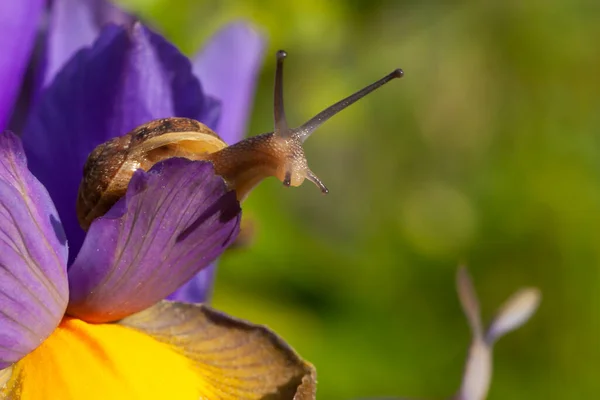 Prachtige Tuin Slak Vangen Morgen Zonnelicht Close Een Purperen Iris — Stockfoto