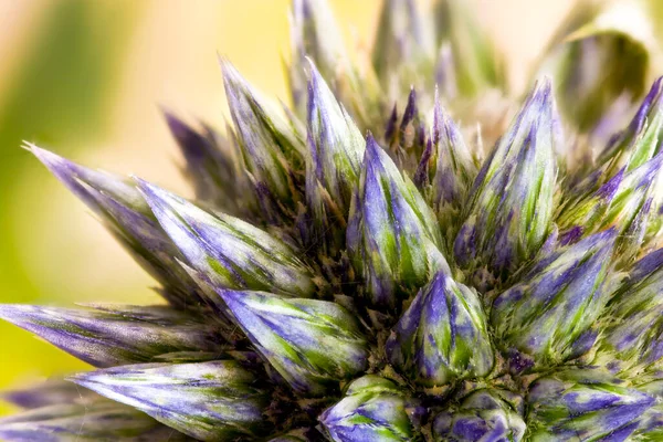 Echinops Globe Thistle Plant Zamknąć Przed Fioletowy Niebieski Kwiat Głowa — Zdjęcie stockowe