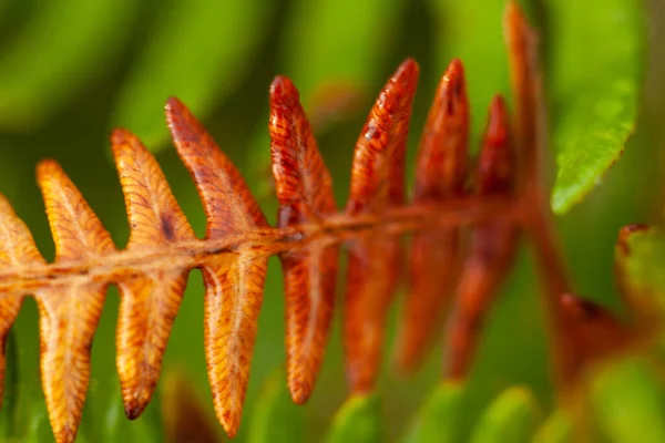 Hermoso Helecho Salvaje Que Comienza Cambiar Color Para Otoño Naturaleza — Foto de Stock