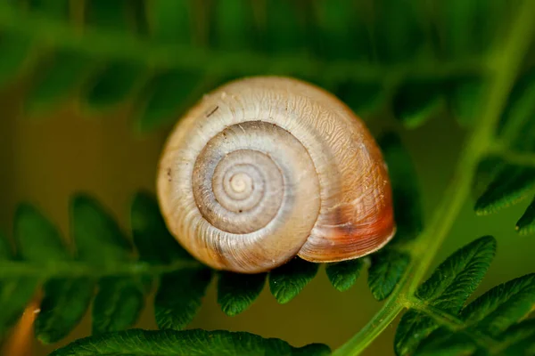 Doğal Ortamdaki Yeşil Eğreltiotu Üzerinde Salyangoz Kabuğu Sarmal Bir Makro — Stok fotoğraf