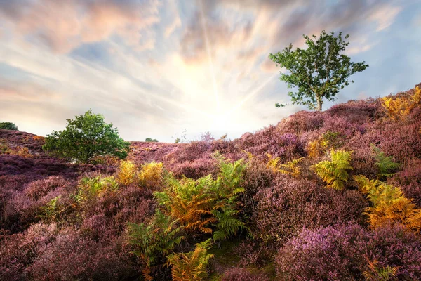 Urze Roxa Roydon Comum Norfolk Durante Nascer Sol Com Nuvens — Fotografia de Stock