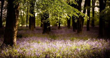Bluebells in the wood with sunlight  clipart