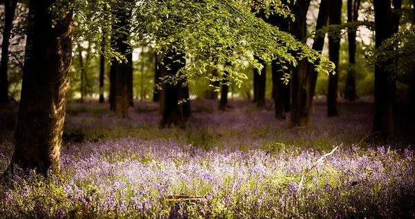 Bluebells güneş ışığı ile ahşap — Stok fotoğraf