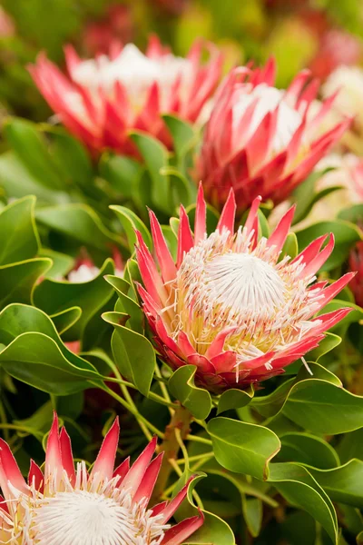 Rei flores de protea — Fotografia de Stock