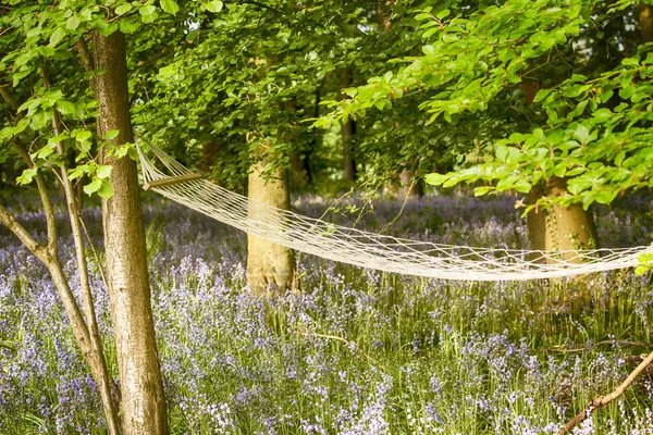 Entspannende Hängematte in den Wäldern von Bluebell — Stockfoto