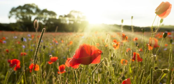 Sonnenschein Mohnfelder Landschaft — Stockfoto