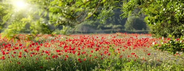 Haşhaş alan panorama bahar