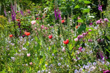 Kırmızı gelincikler ve mor tilki eldivenleriyle dolu bir çiçek tarlası. İngiltere 'de Norfol bahçesindeki göz kamaştırıcı renkli bitkiler