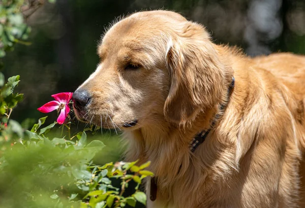 Młody Samiec Golden Retrievera Zatrzymuje Się Powąchać Różę — Zdjęcie stockowe