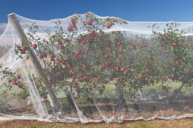 Apple vines with protective nets on them clipart