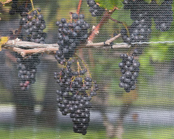 Weintrauben auf der Ansicht — Stockfoto