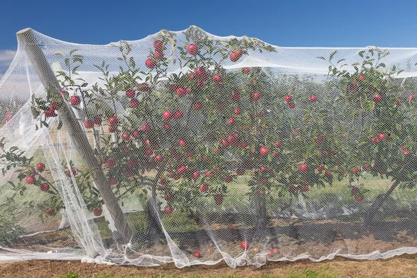 Viñas de manzana con redes protectoras —  Fotos de Stock