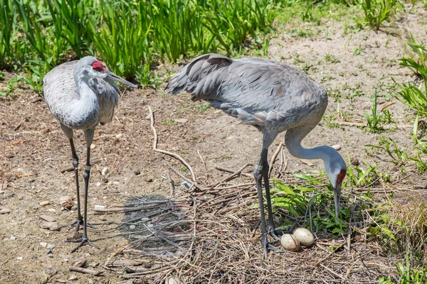 Maited pair of Sandhill cranes with eggs — Stock Photo, Image