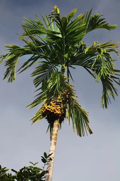 Palmier dattier vert — Photo
