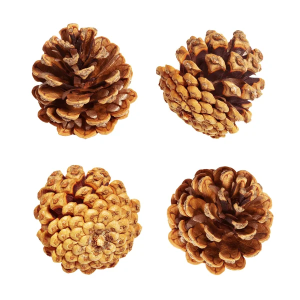 Pine cones — Stock Photo, Image