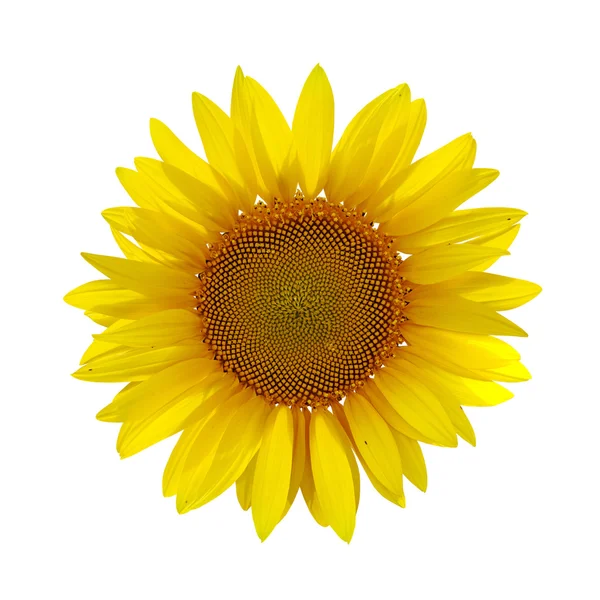 Girasol sobre blanco — Foto de Stock