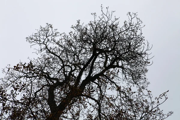 Ramas secas del árbol — Foto de Stock