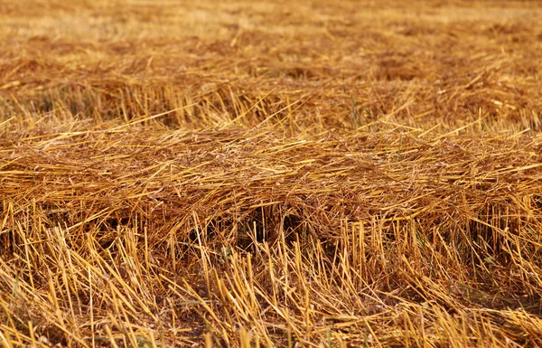 Paglia sul campo — Foto Stock