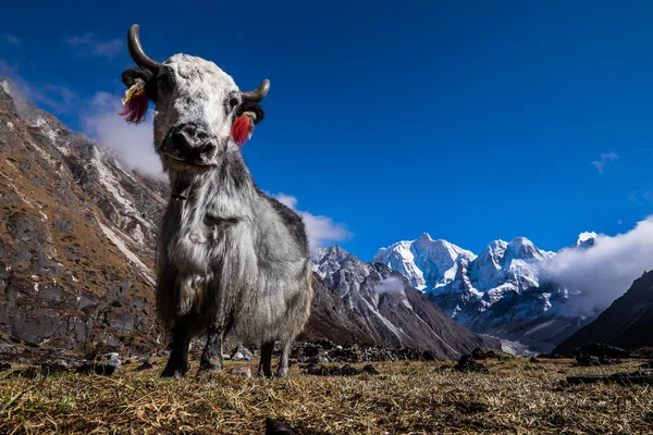 Yak di Himalaya, Nepal — Stok Foto