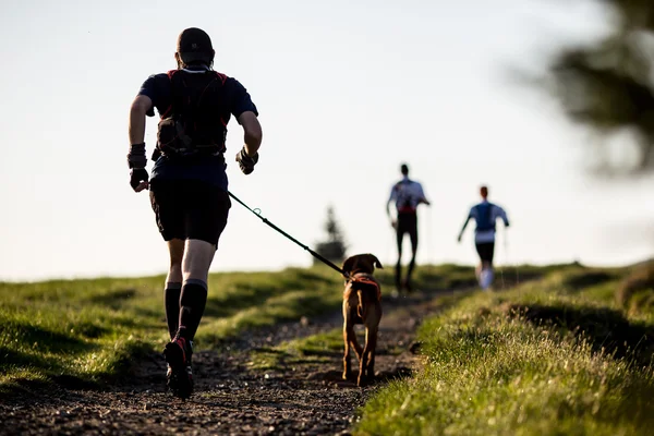 Trekking de perros —  Fotos de Stock