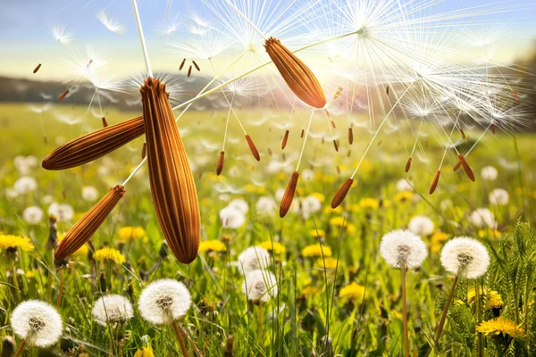 Semillas de diente de león en el viento . —  Fotos de Stock