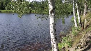 Huş ağaçları gölün kıyısında rüzgarda.