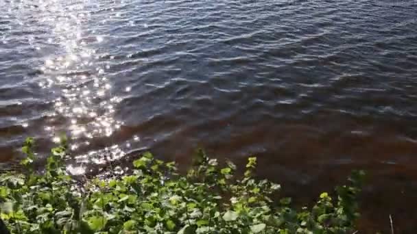 Bank av dammen med gröna blad. — Stockvideo