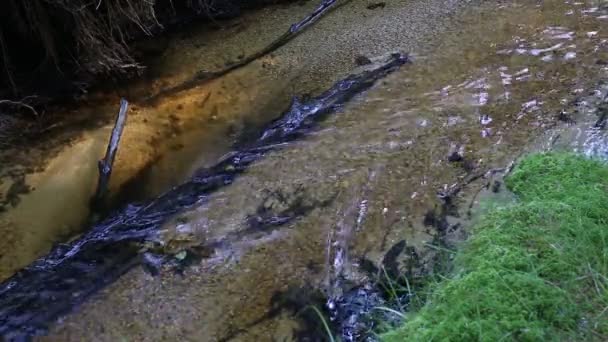 Лесной ручей в центральной Европе. Чистая вода с зеленой свежей растительностью . — стоковое видео