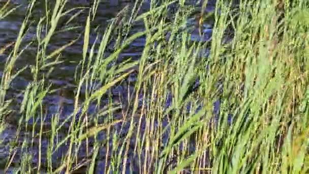 Canna verde nel vento. La banca di piccolo stagno . — Video Stock