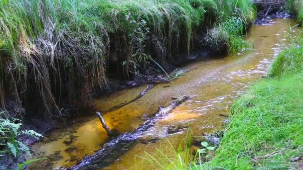 Лесной ручей в Центральной Европе. Чистая вода с зеленой свежей растительностью . — стоковое видео