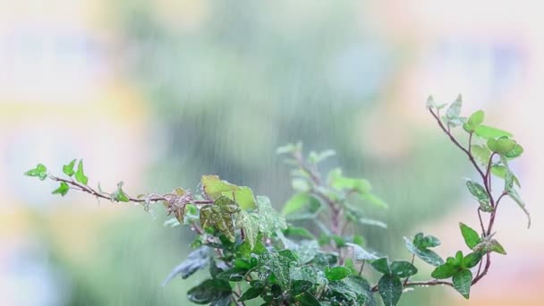 Green plant in the rain. Water drops on the fresh leaves. — Stock Video