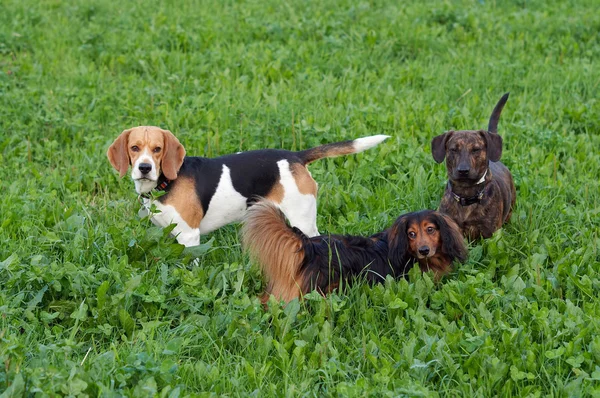 Çayır üzerinde köpek köpek kulübesi — Stok fotoğraf