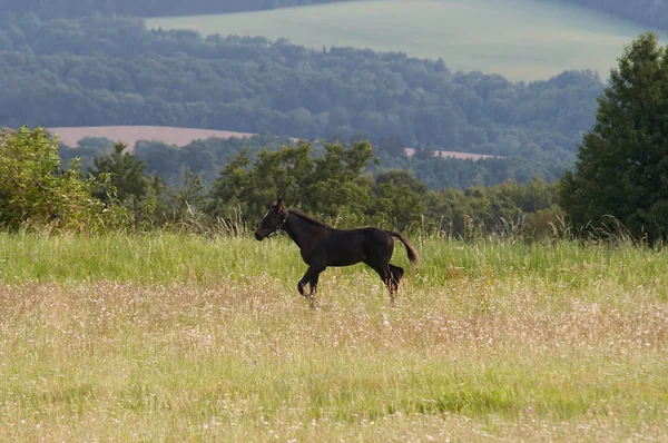 Puledro correre attraverso un prato — Foto Stock