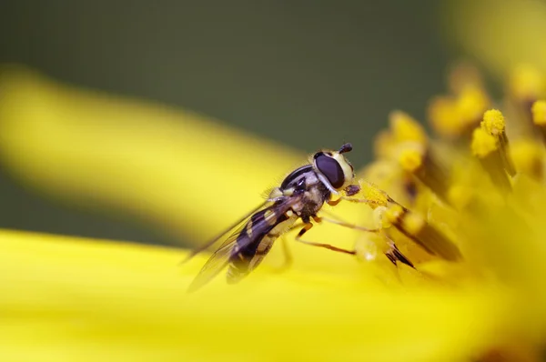 Syrphid Podívejte se na květ — Stock fotografie