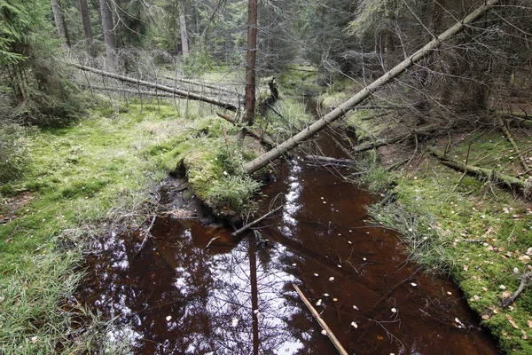 Skogsmark i de naturliga bevara Kladska peats — Stockfoto