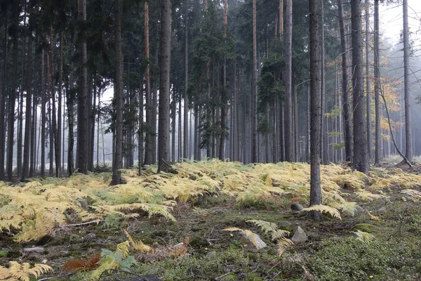 Nebbia nel bosco con felci — Foto Stock
