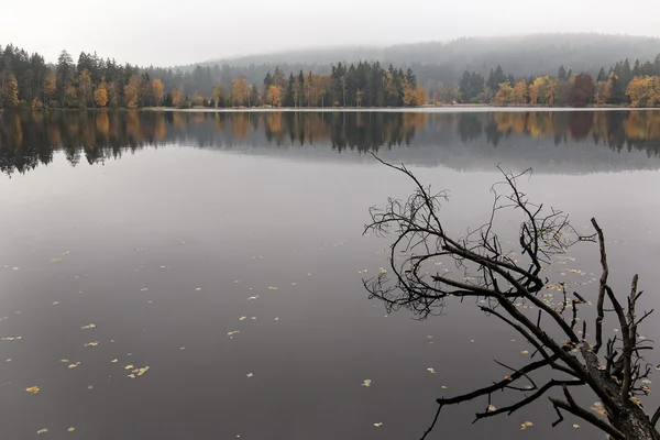 Осінній ліс на березі озера — стокове фото