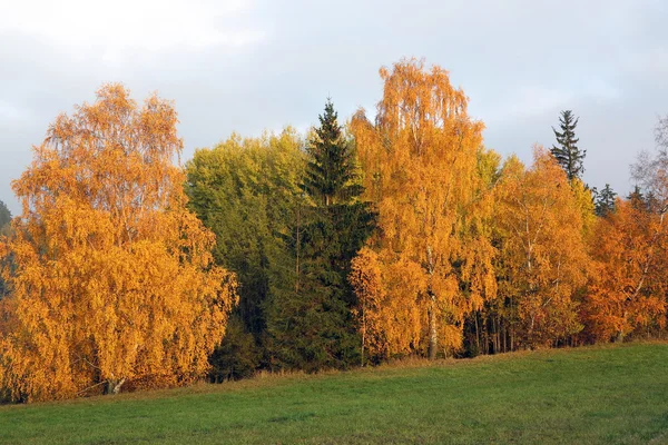 Színes őszi - őszi fák — Stock Fotó