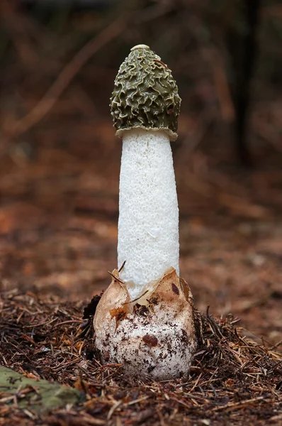 Champiñones - Stinkhorn común - Phallus Impudicus — Foto de Stock