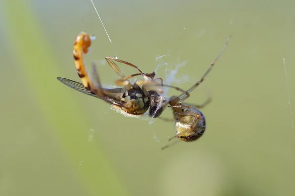 Spinne und ihre Beute — Stockfoto