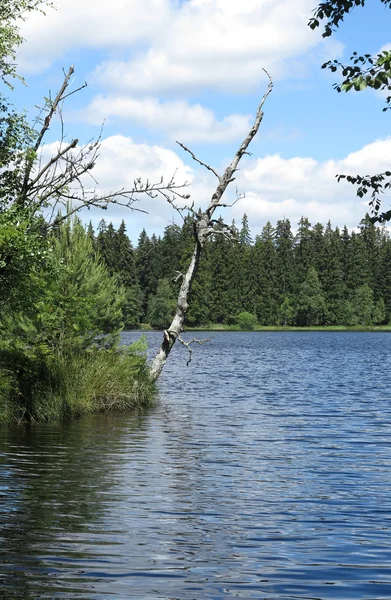 Damm i de naturliga bevara Kladska peats — Stockfoto