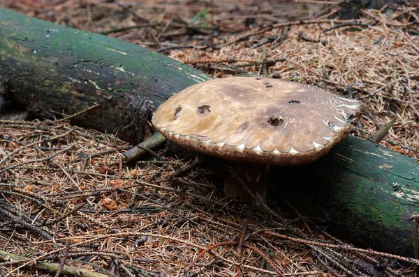 보라색 Boletus-식용 버섯 — 스톡 사진