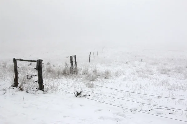 Ukleja - pastwiska w zimie i mgła — Zdjęcie stockowe