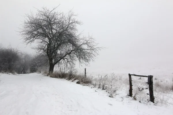 Venkovské cesty a Bezlistý strom v zimě — Stock fotografie